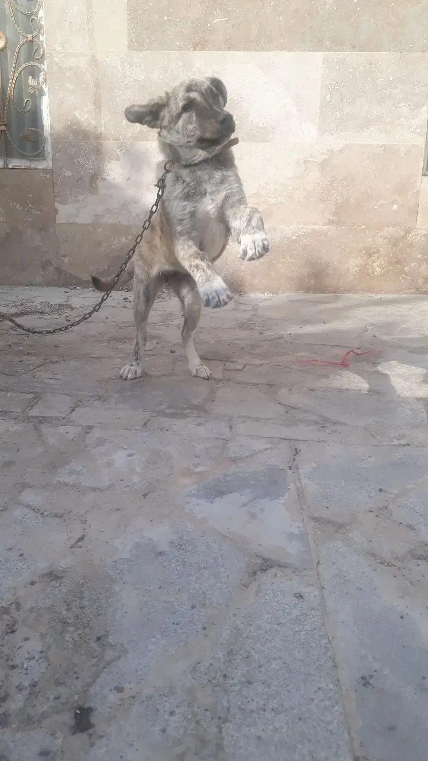 توله سگ|سگ|رضویه, |دیوار