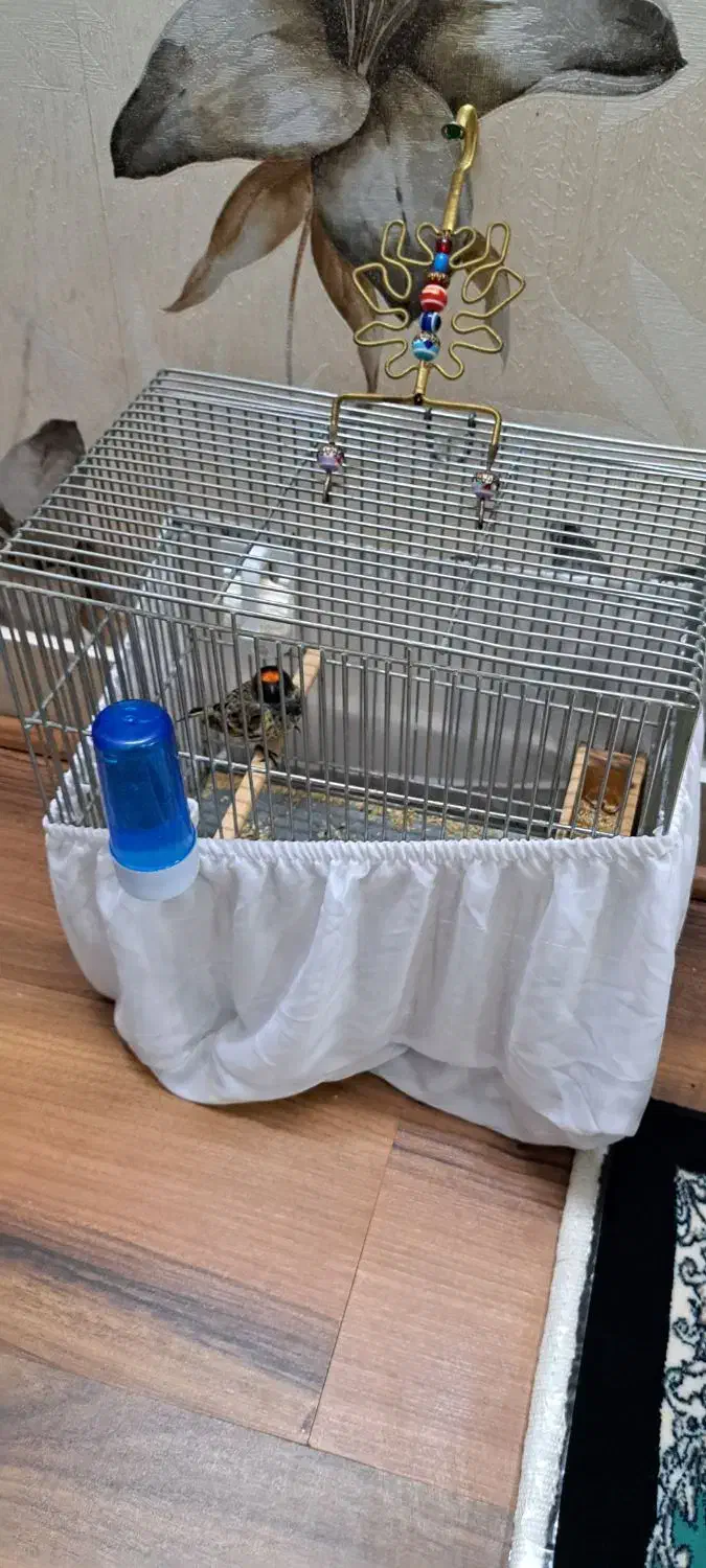 گلبسر نر|پرنده|پاکدشت, شهرک امام رضا|دیوار