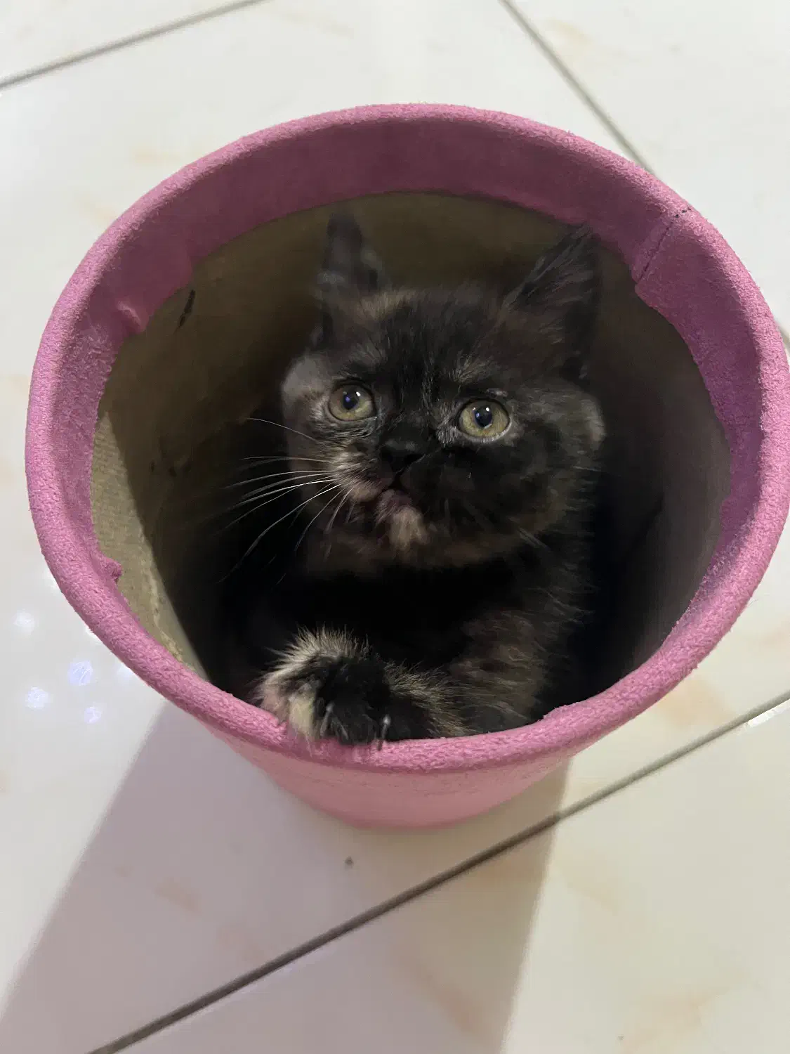 توله ی بریتیش|گربه|رشت, باهنر|دیوار