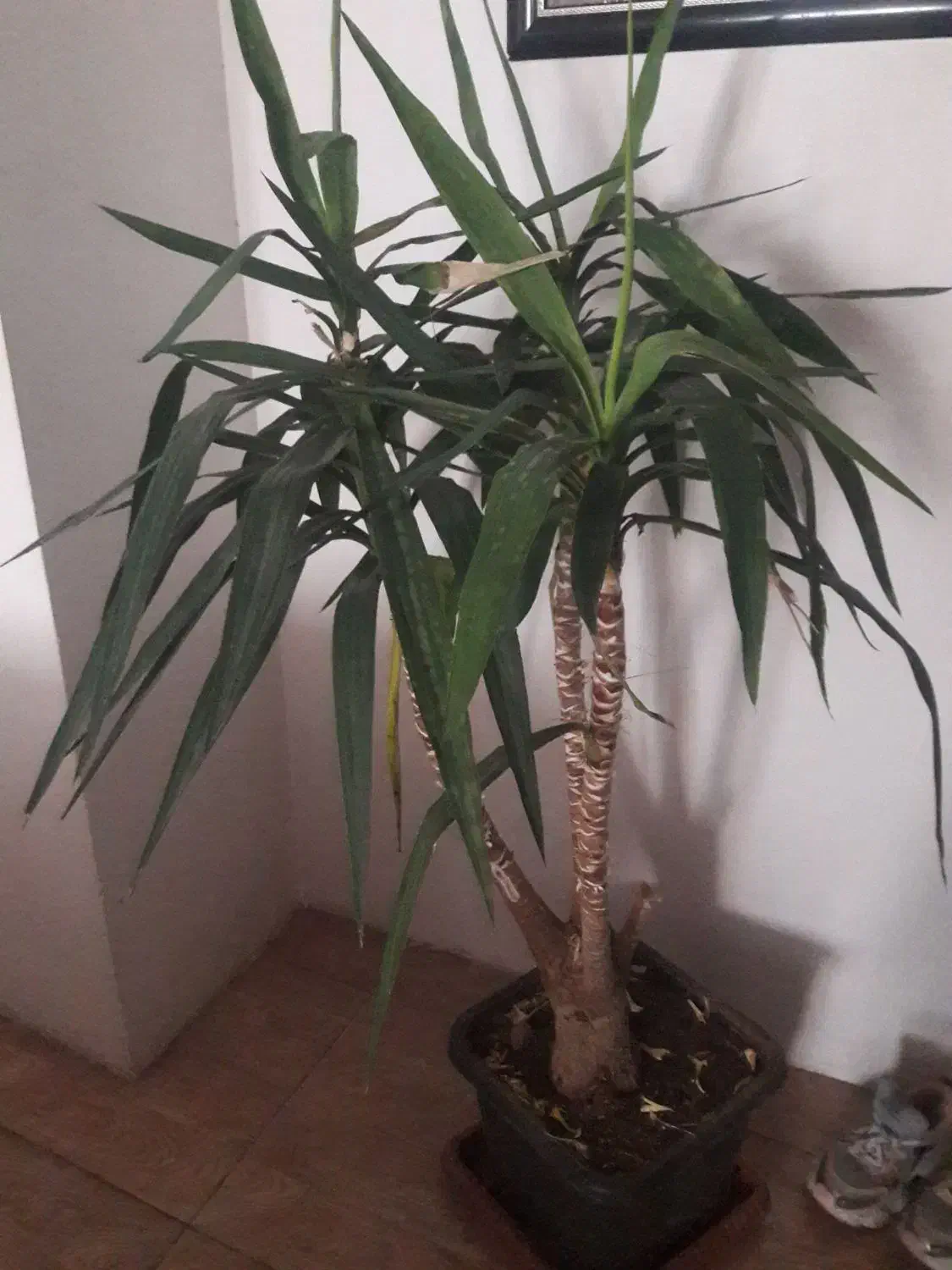 یوکا|گل و گیاه طبیعی|ورامین, خیر آباد|دیوار