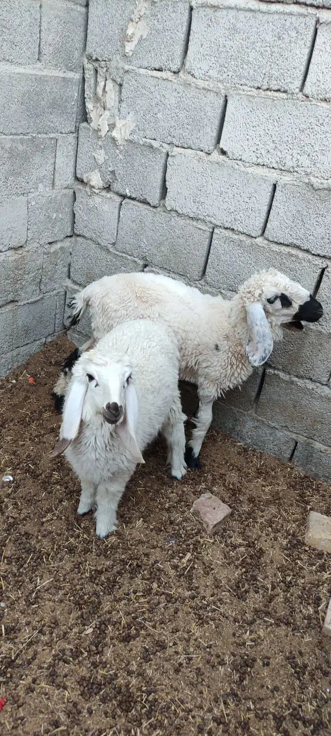 گوسفند|حیوانات مزرعه|سراوان, |دیوار