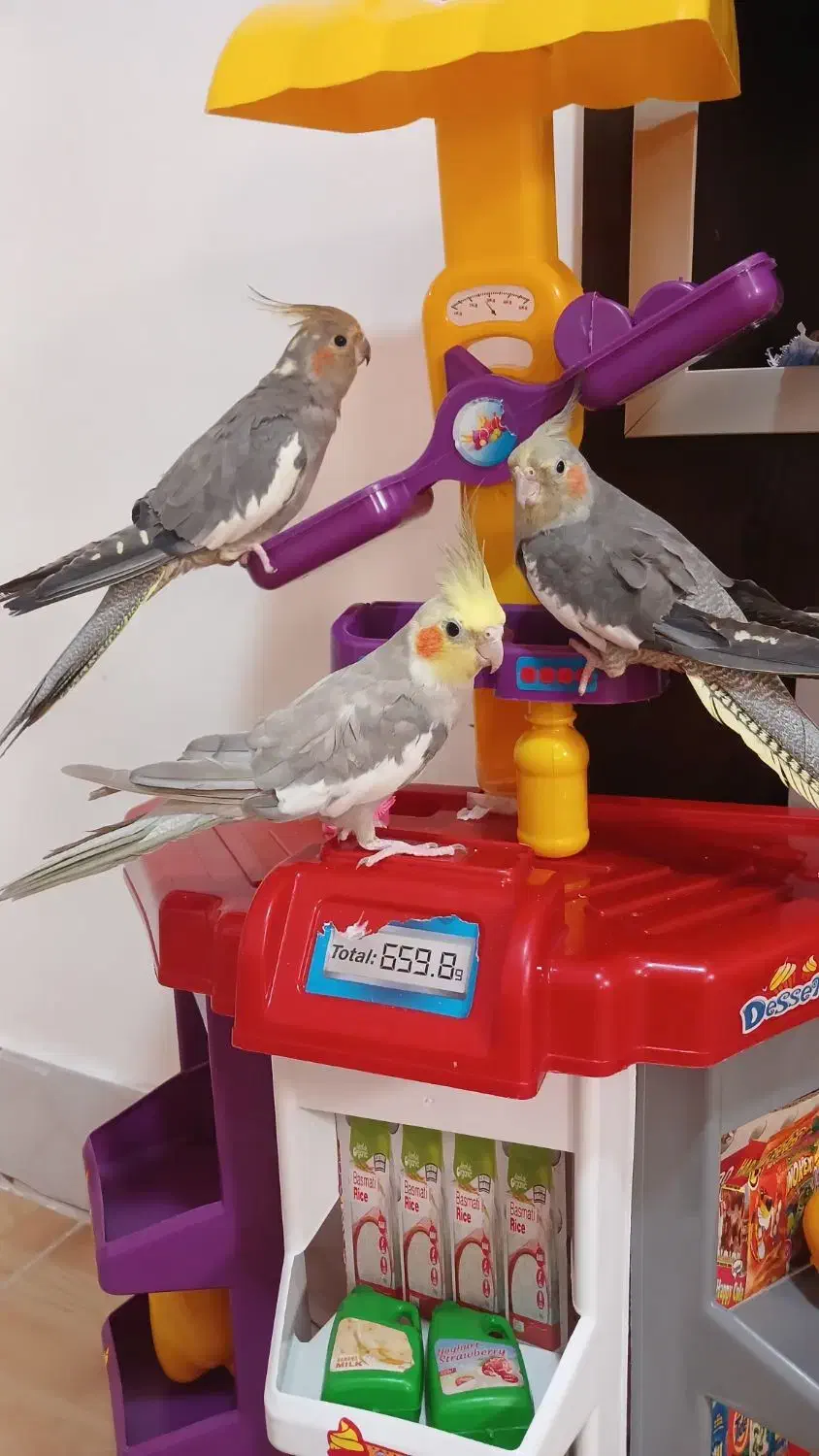 طوطی عروس|پرنده|گنبد کاووس, |دیوار