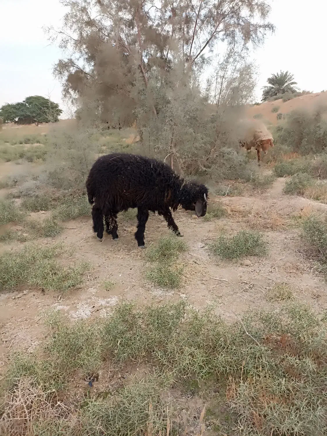 دوتا بره نر با یه ماده|حیوانات مزرعه|بندر ماهشهر, |دیوار