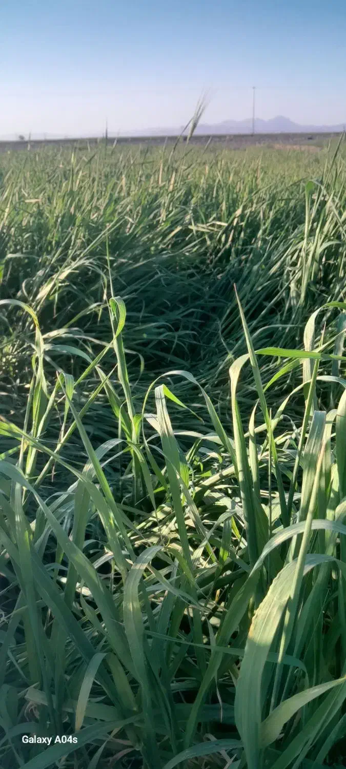 علف خسیل جو|گل و گیاه طبیعی|تربتحیدریه, پائین ولایت|دیوار