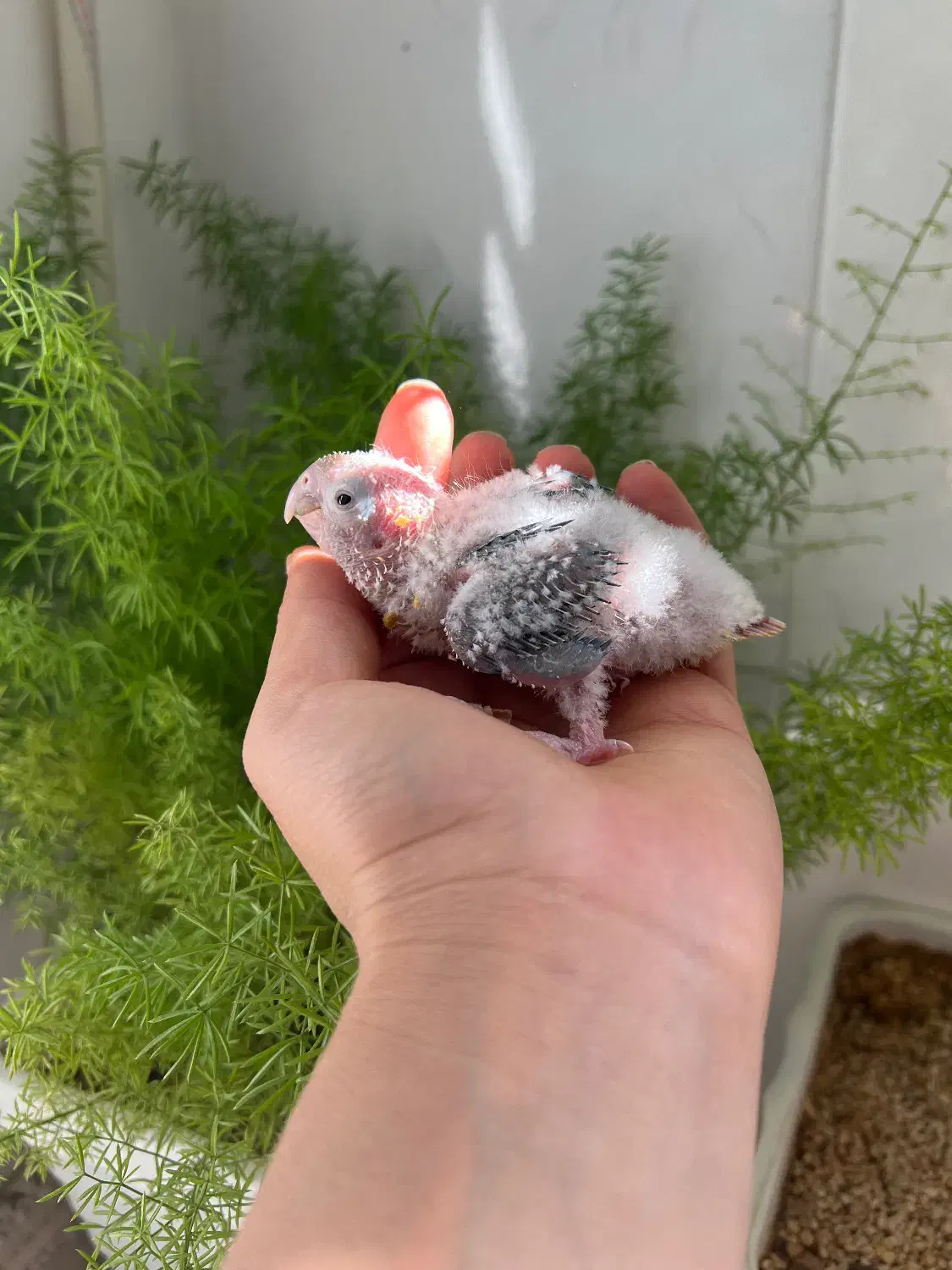 فروش جوجه سرلاکی گیرینچیک|پرنده|شیراز, کیان آباد|دیوار