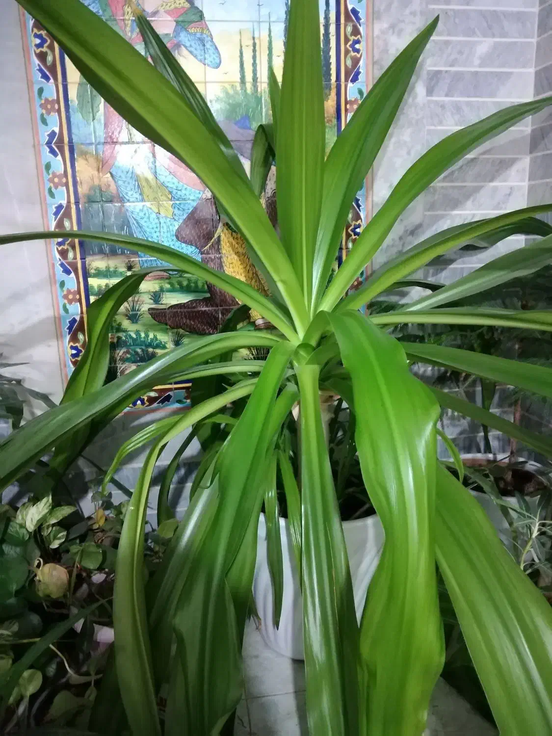 گل ذرتی با گلدان سفالی|گل و گیاه طبیعی|شیراز, شیخ علی چوپان|دیوار