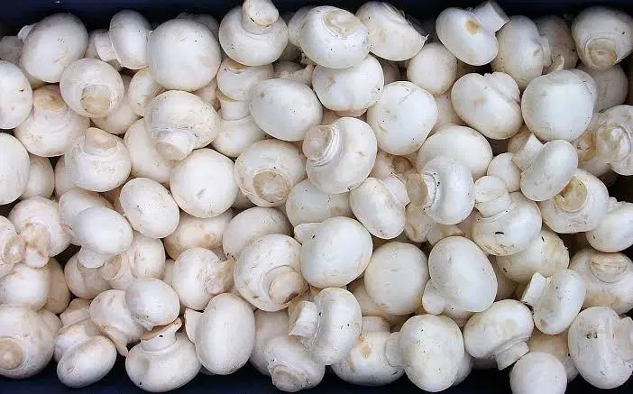 پخش قارچ|خوردنی و آشامیدنی|تبریز, |دیوار