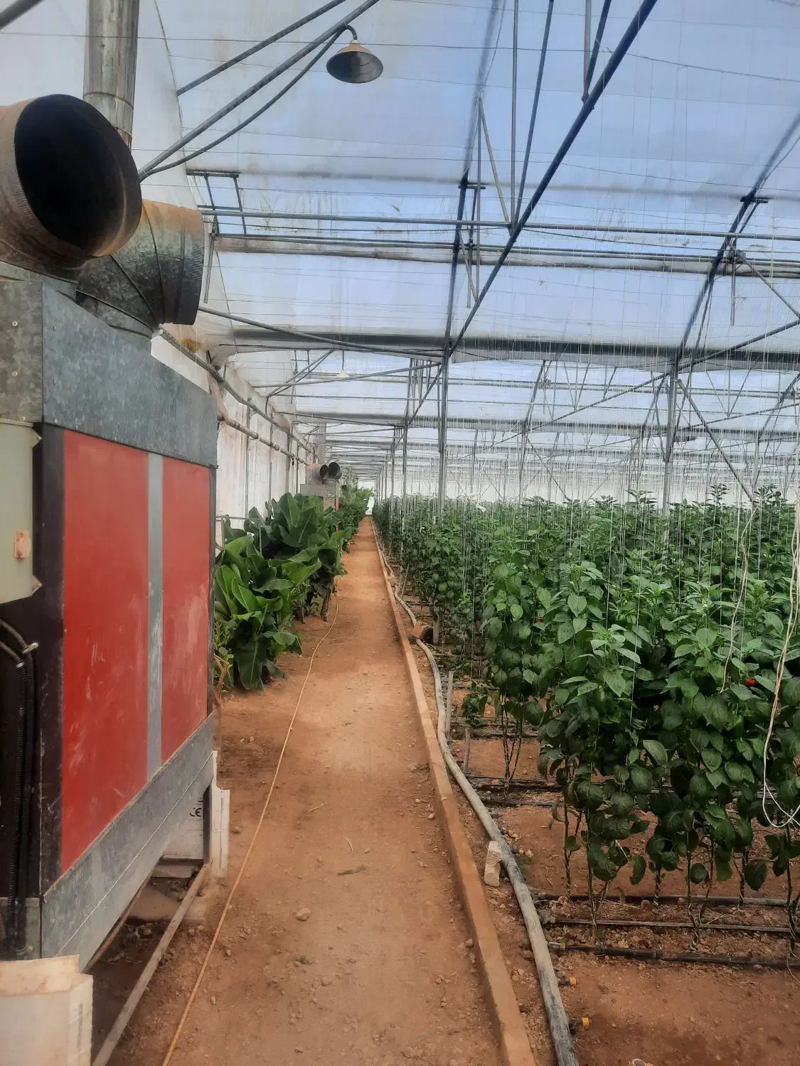 فروش گلخانه صنعتی|فروش دفتر صنعتی، کشاورزی، تجاری|عسگران, |دیوار