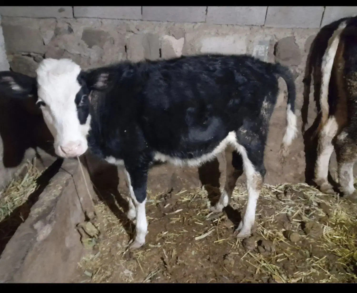 گاو آبستن شش ماه و دوتاگوساله ماده مناسب|حیوانات مزرعه|مشگین شهر, |دیوار