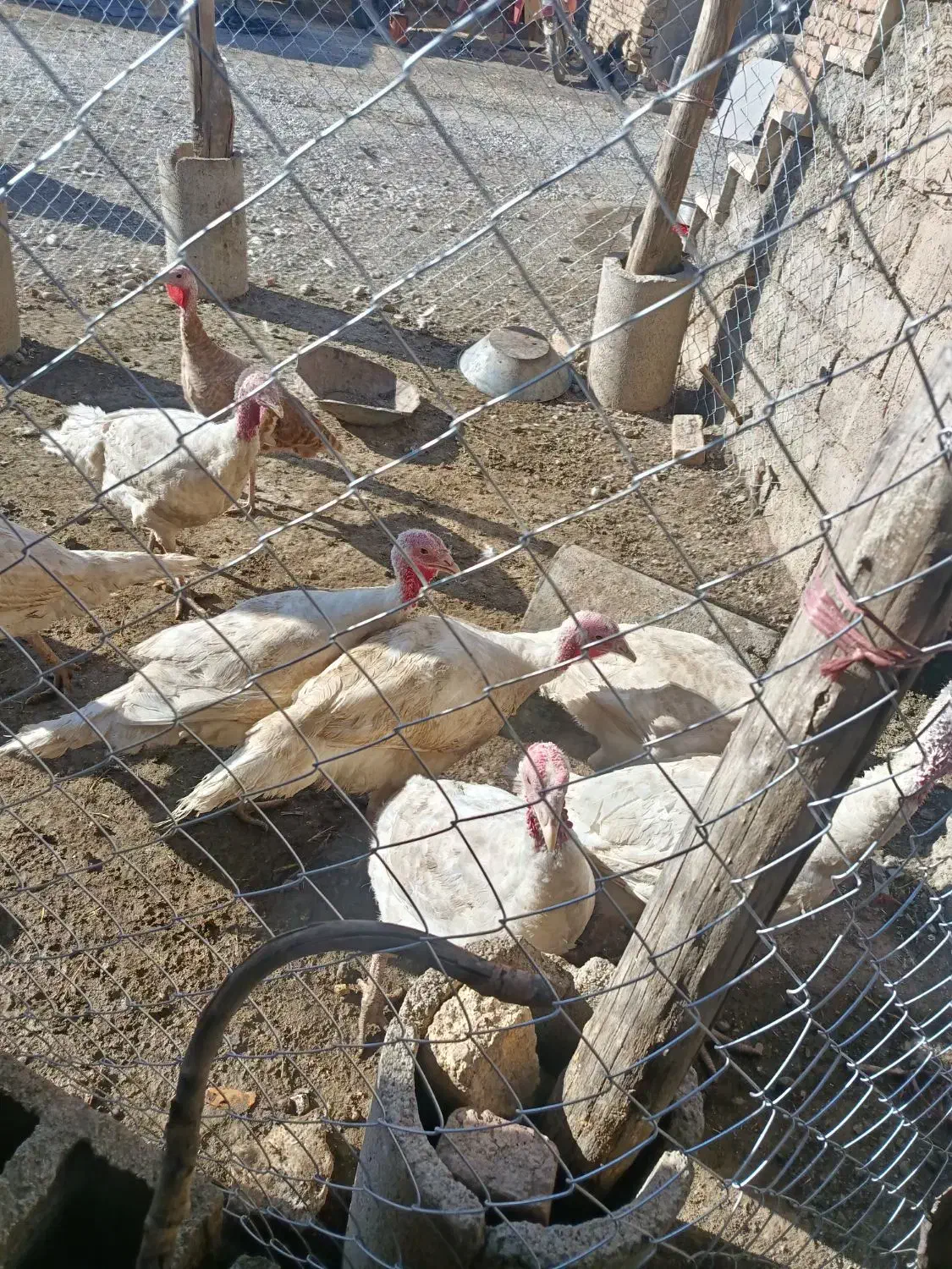 بوقلمون پرورشی|حیوانات مزرعه|دینور, |دیوار