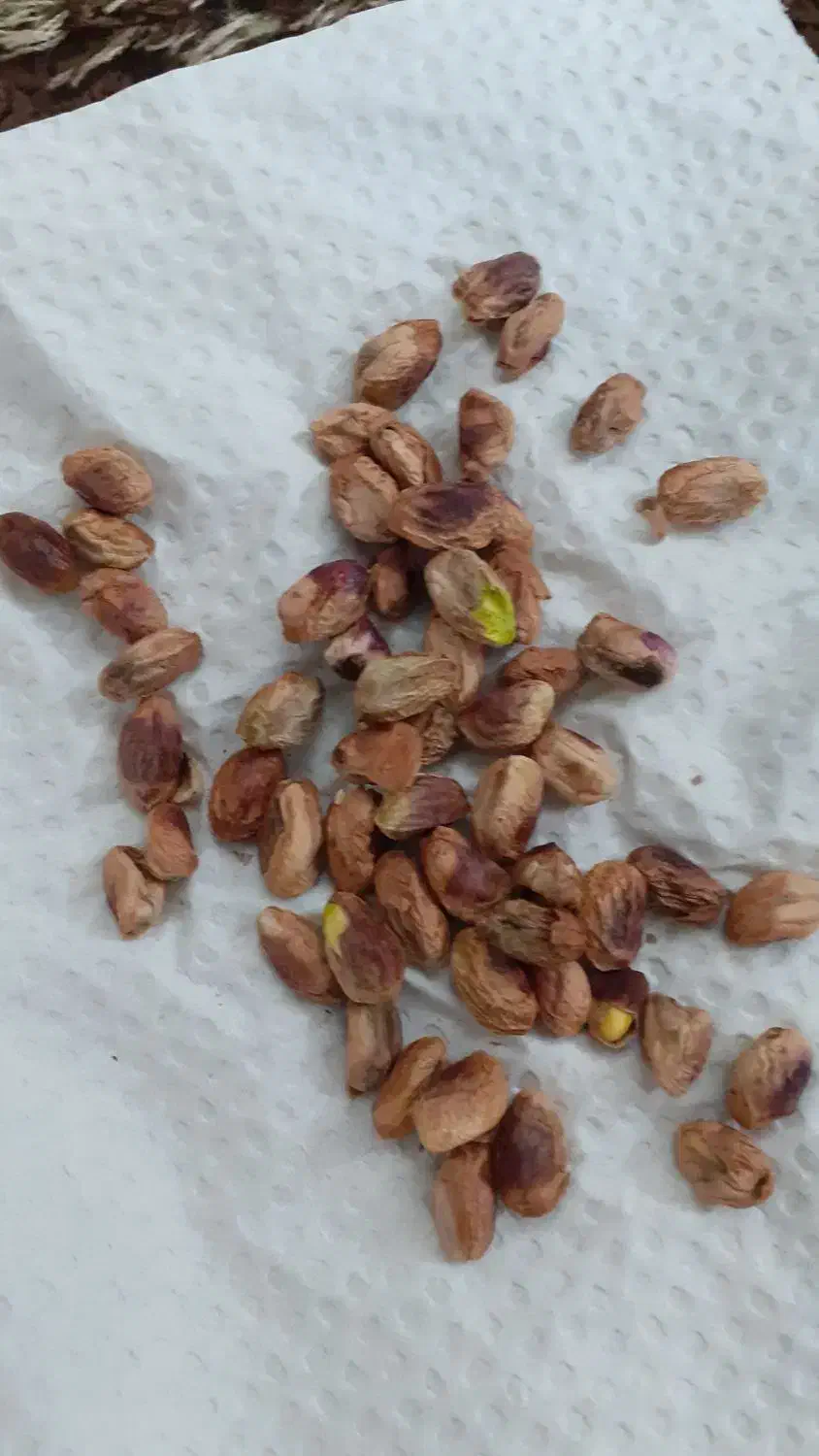 بسته دهن بست|خوردنی و آشامیدنی|مشهد, هنرور|دیوار