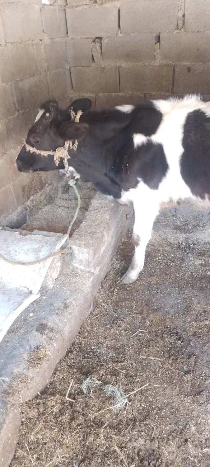 گوساله نر هلشتاین آمریکایی اصل|حیوانات مزرعه|مینودشت, |دیوار
