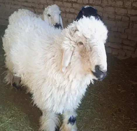 گوسفند نر|حیوانات مزرعه|خمک, |دیوار