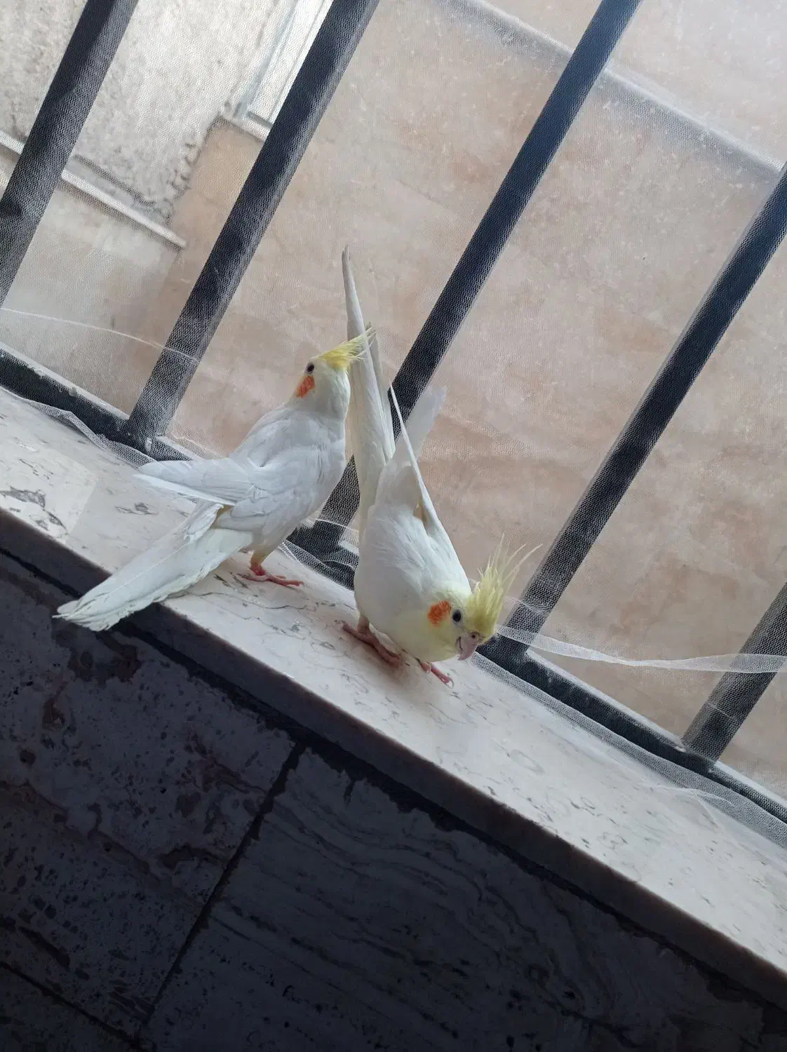 عروس هلندی مولد|پرنده|تهران, مسعودیه|دیوار