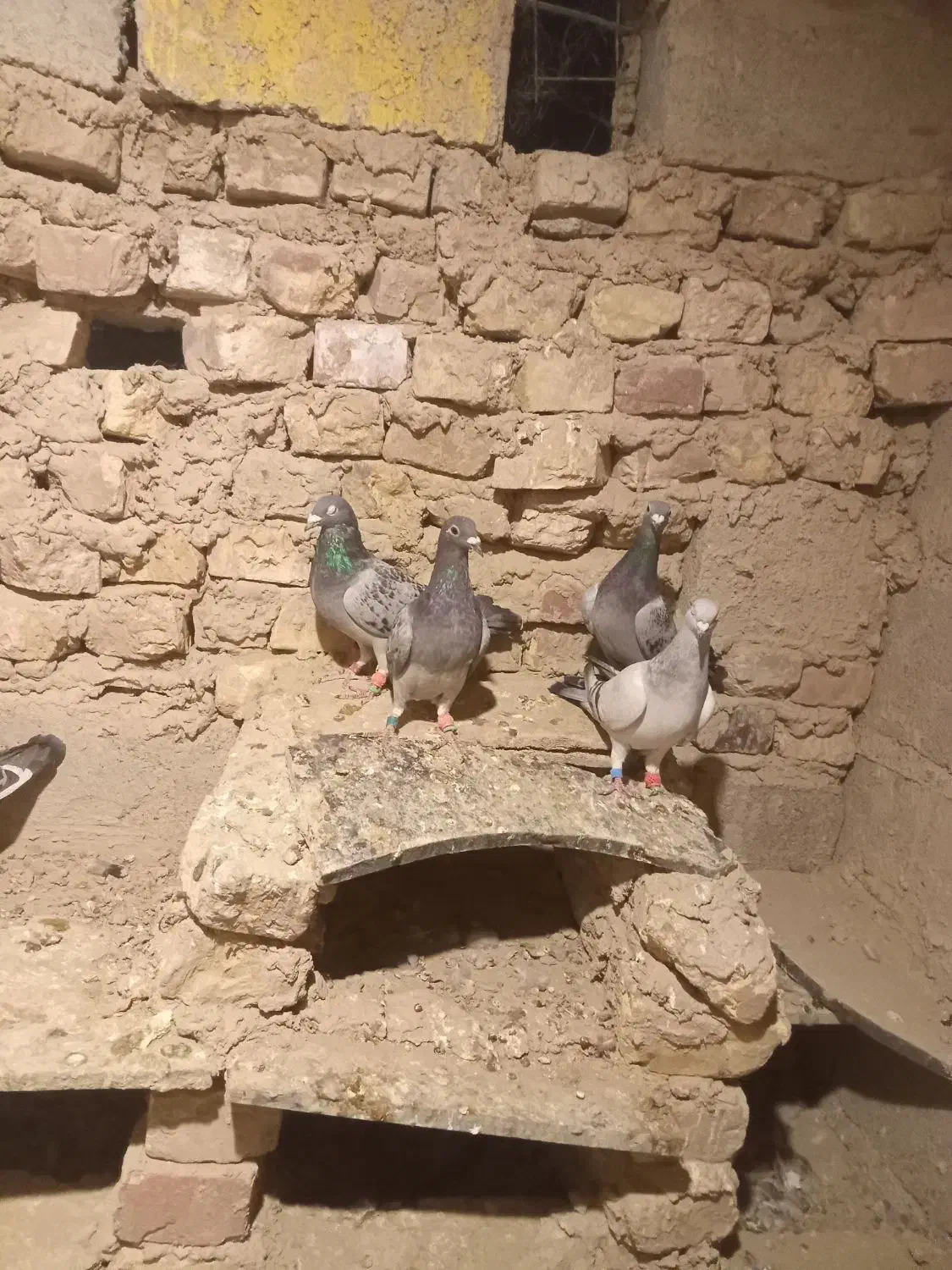 کبوتر نر|پرنده|کرباسک, |دیوار