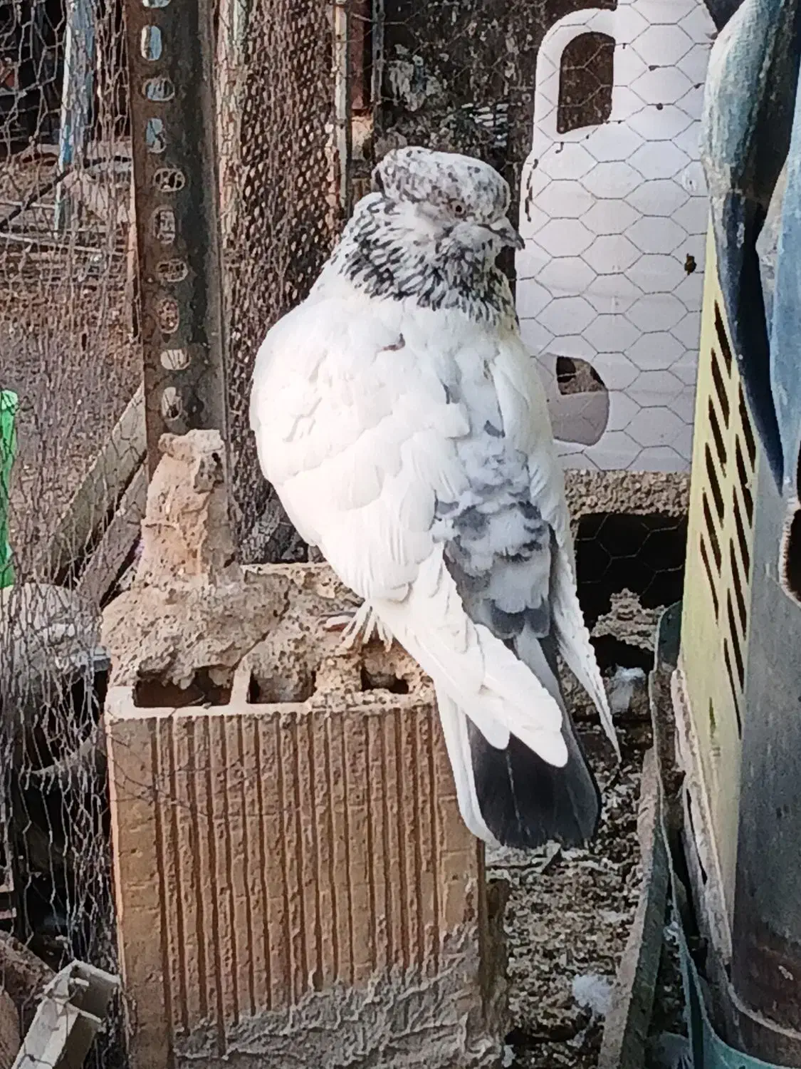 کبوتر|پرنده|شاهرود, |دیوار