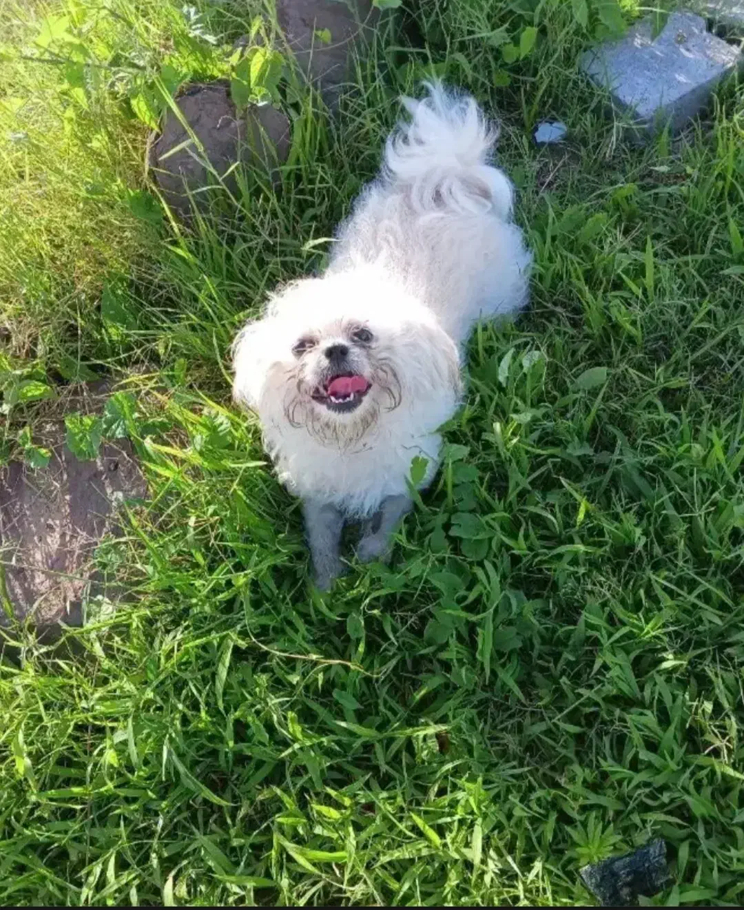 سگ گمشده|سگ|تهران, شهید اسدی|دیوار