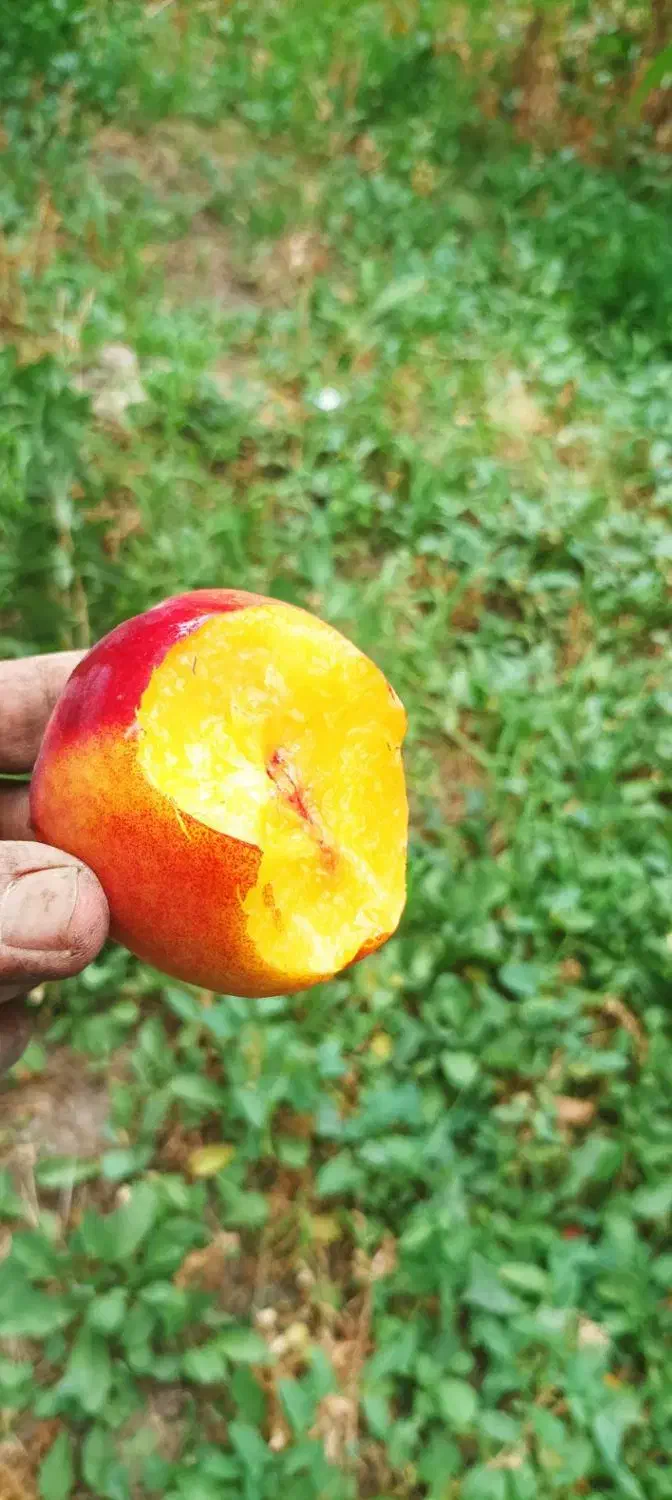 انواع نهال شلیل|خدمات باغبانی و درختکاری|خوی, |دیوار