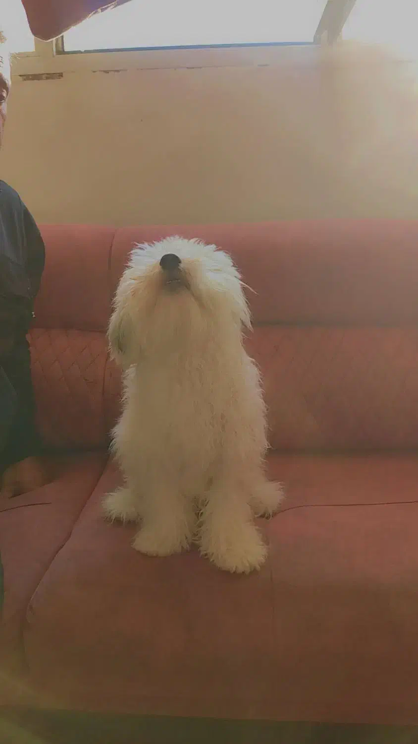 توله سگ|سگ|فولادشهر, B2|دیوار