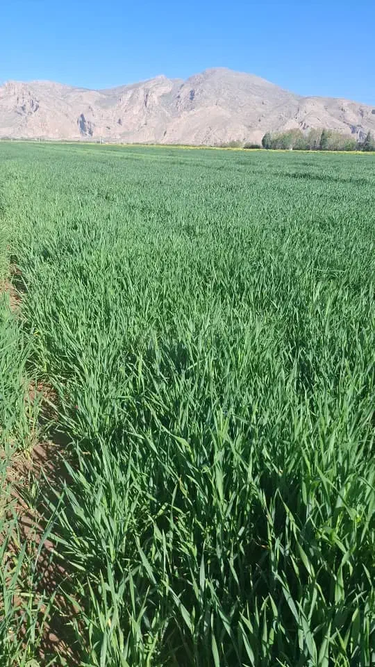 اجاره ۹ هکتار زمین کشاورزی|اجارهٔ دفتر صنعتی، کشاورزی، تجاری|مرودشت, نقش رستم|دیوار