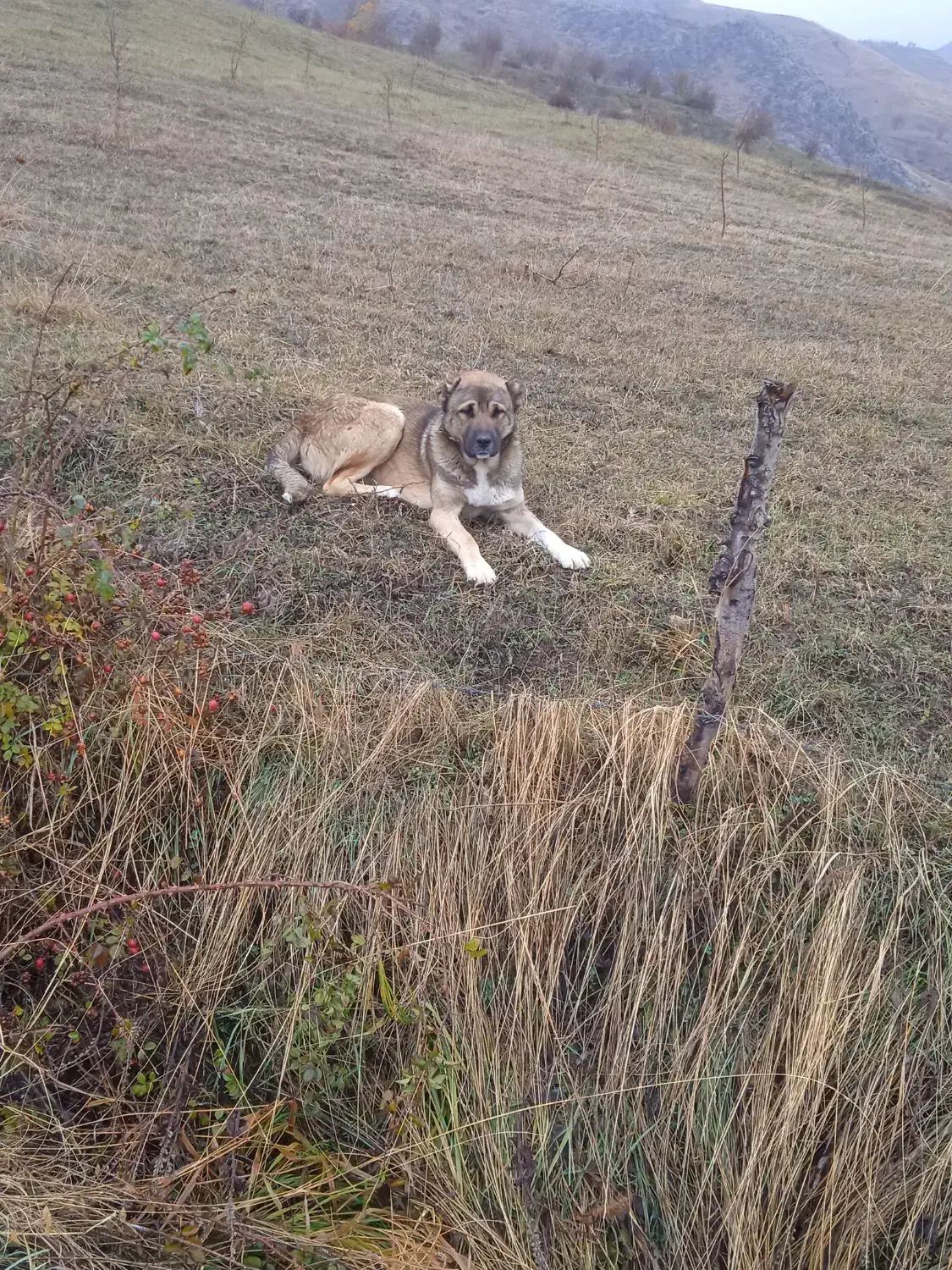 واگذاری سگ ماده یا نر|سگ|سیلوانه, |دیوار