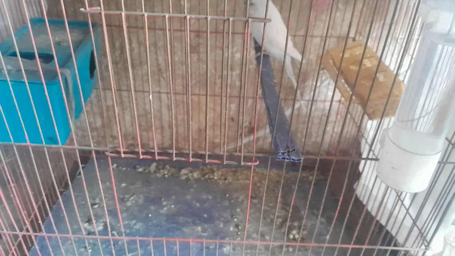 مرغ عشق|خزنده|یاسوج, |دیوار