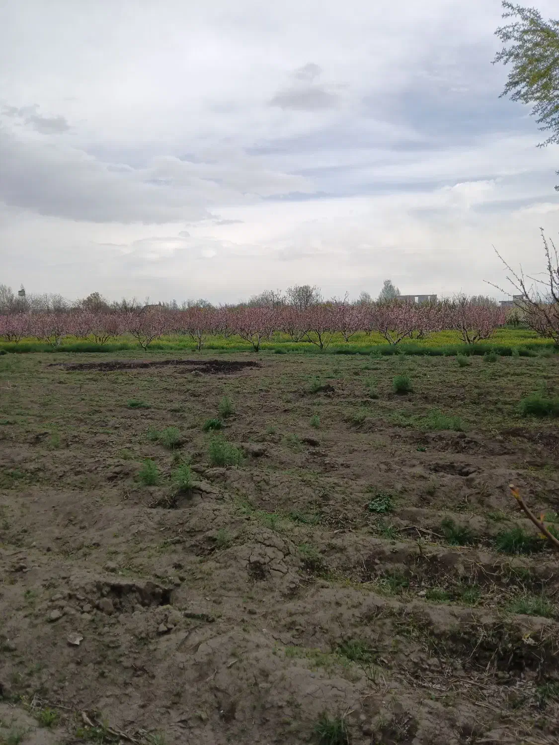 اجاره زمین|اجارهٔ کوتاه‌مدت ویلا و باغ|اشنویه, |دیوار