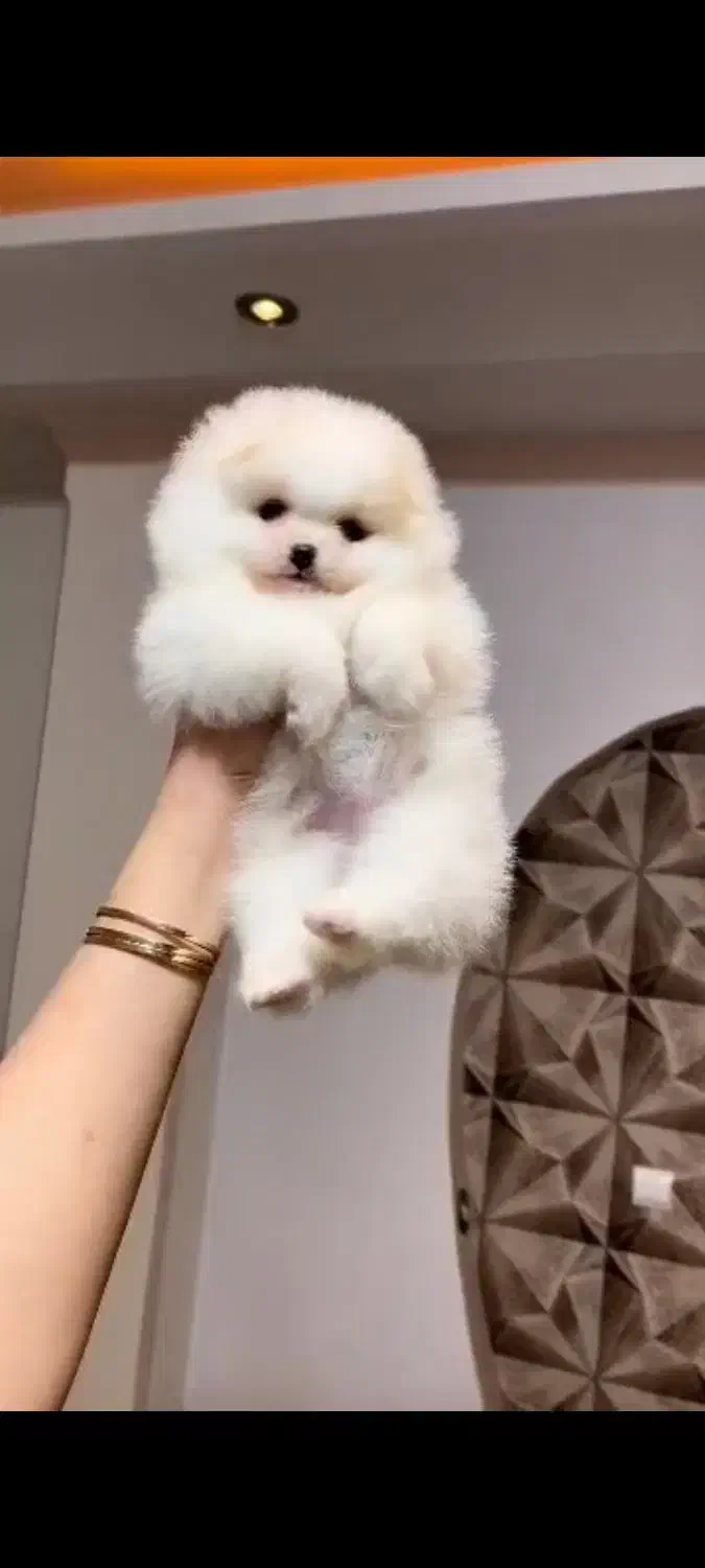 پامر خرسی فول کیفیت|سگ|رشت, دیانتی|دیوار