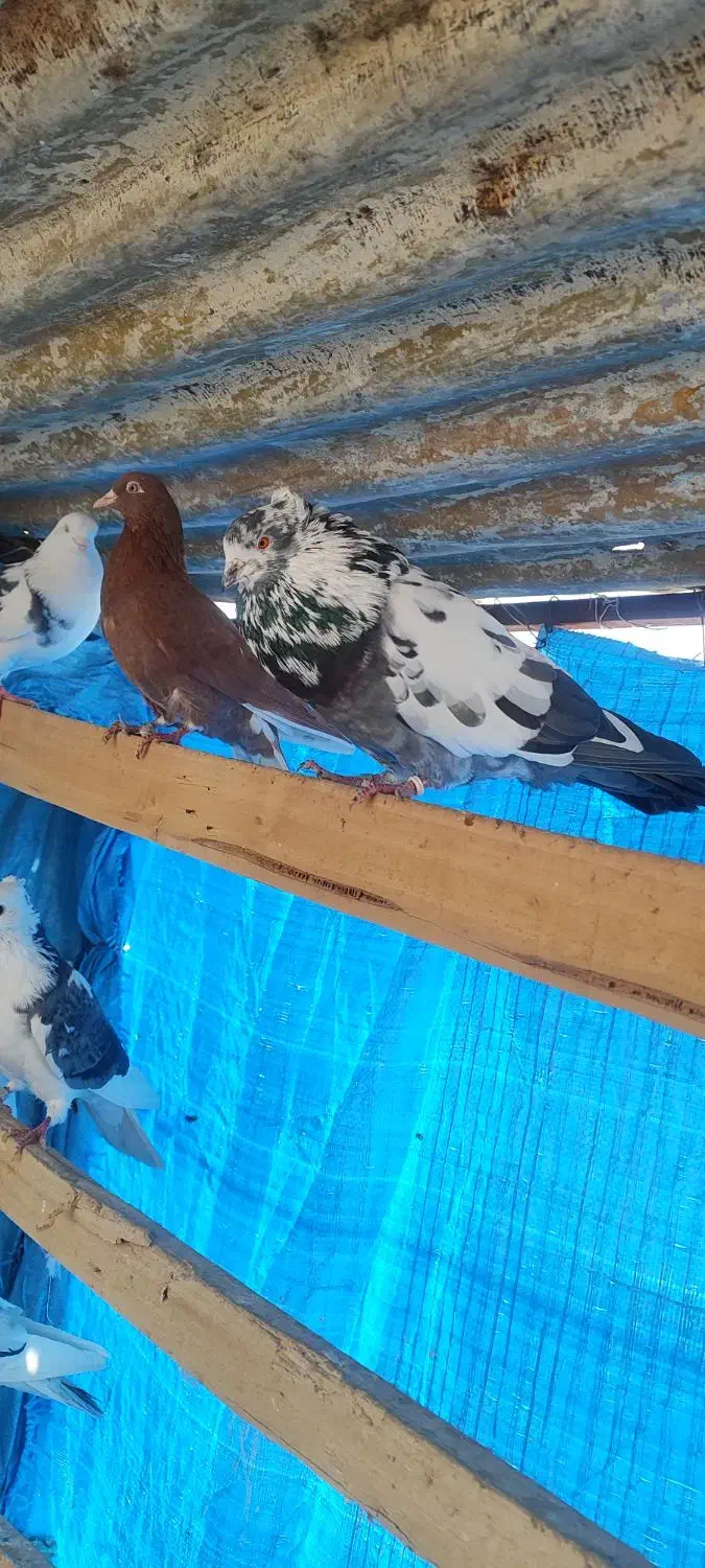 کفتر پرشی|پرنده|کهریزک, |دیوار