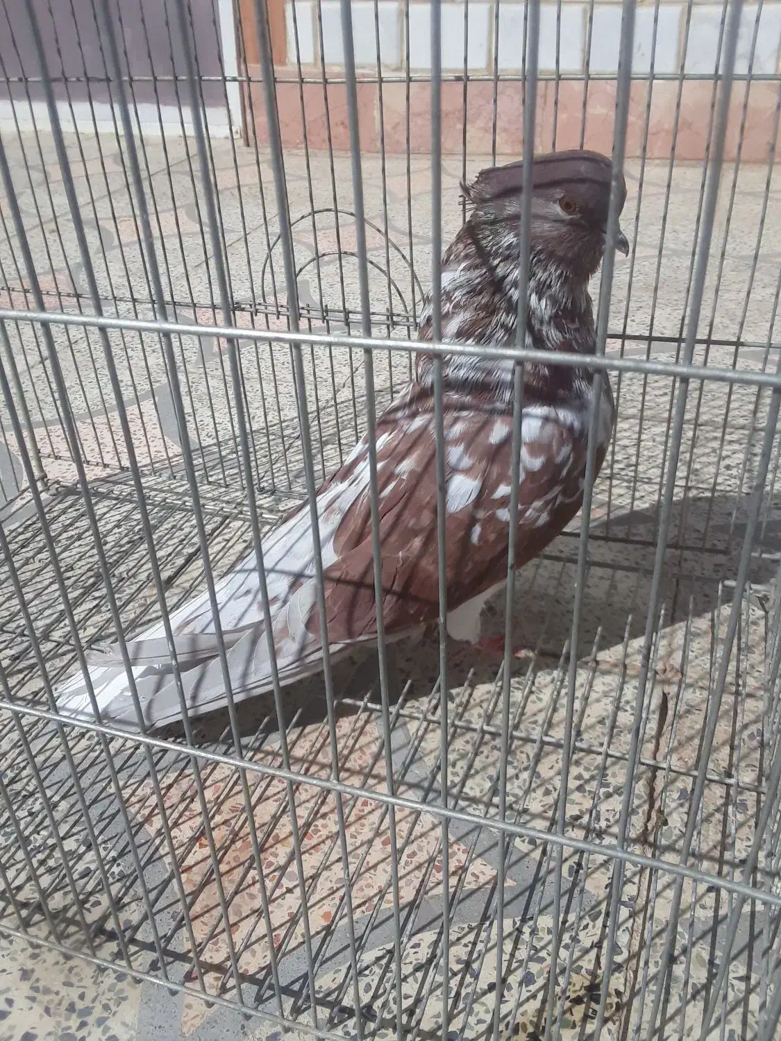 گرگی وسرخ پرشی|پرنده|تیران, |دیوار