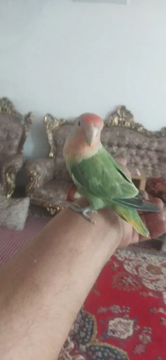 طوطی برزیلی|پرنده|مرند, |دیوار