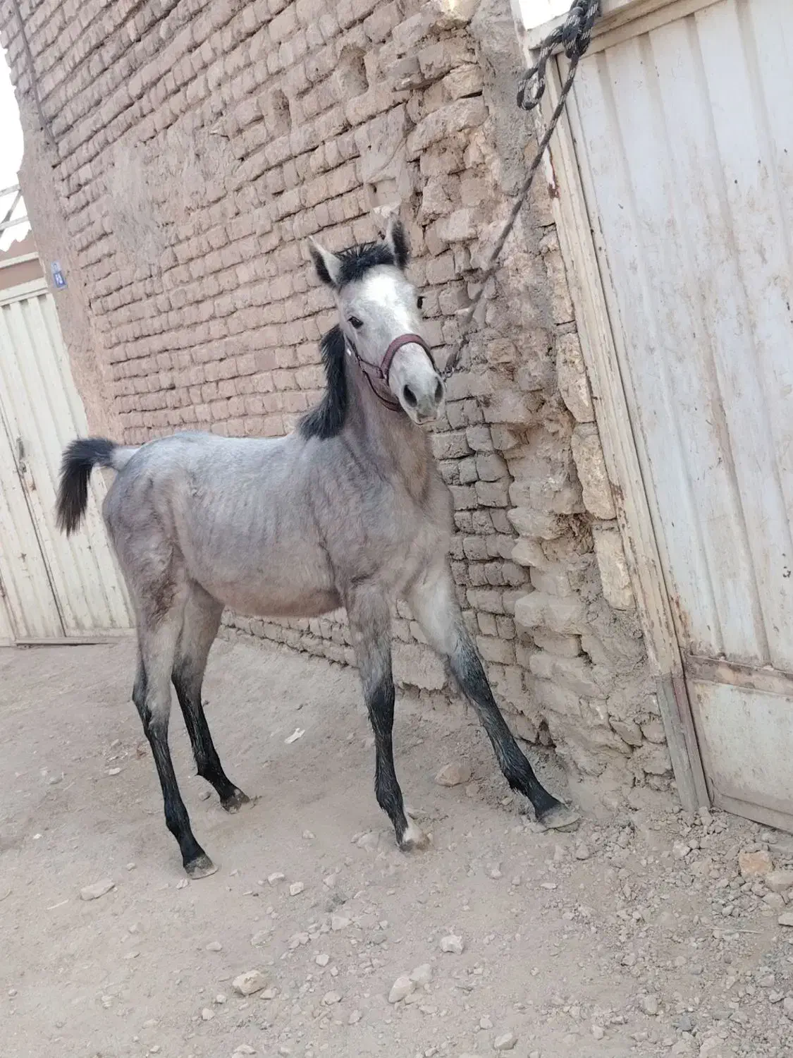 کری مادیان|اسب و تجهیزات اسب‌سواری|اصفهان, ارزنان|دیوار