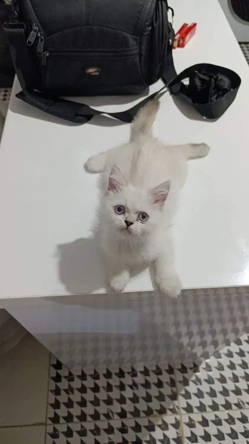 بریتیش آلفا سفید چشم آبی|گربه|کرمانشاه, |دیوار