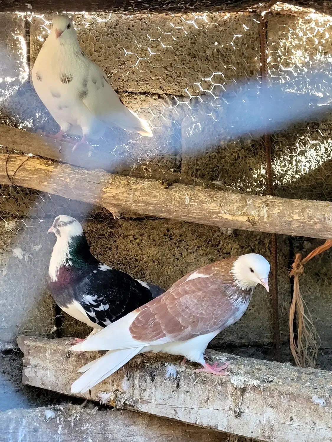 کبوتر پرشی باکیفیت|پرنده|بابل, |دیوار