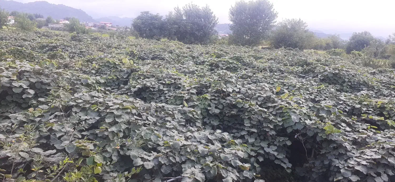 اجاره دادن باغ کیوی|اجارهٔ دفتر صنعتی، کشاورزی، تجاری|آستارا, |دیوار