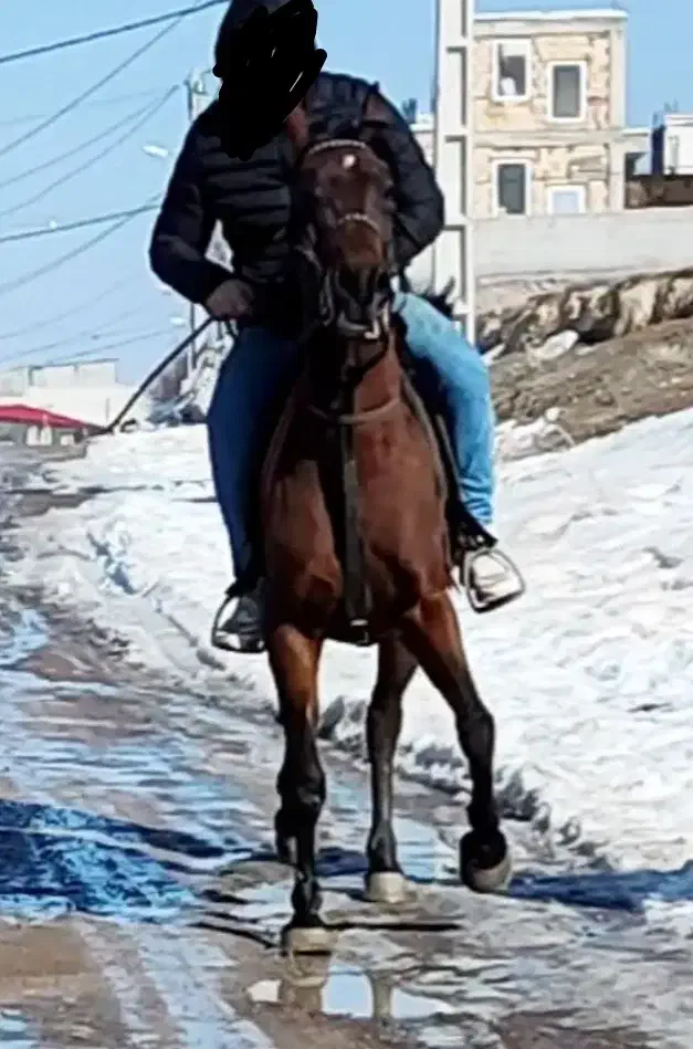 اسب مادیان کرد|اسب و تجهیزات اسب‌سواری|اردبیل, |دیوار