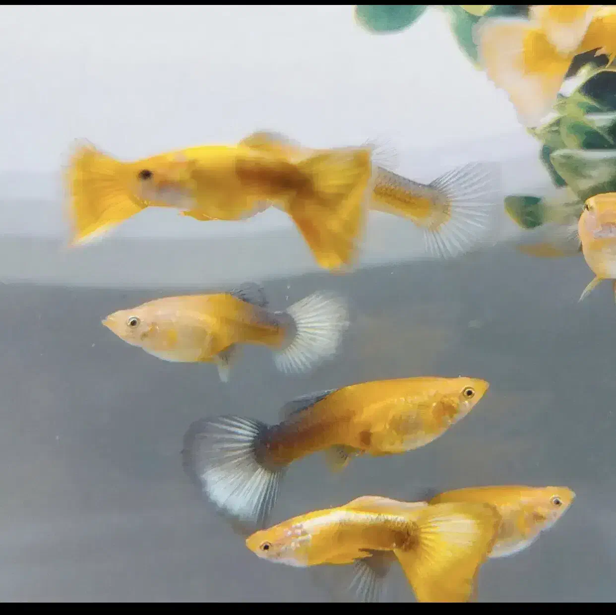 ماهی مولی و گوپی بهترین نژاد و بهترین سایز|ماهی|مشهد, ادیب نیشابوری (شهرک غرب)|دیوار