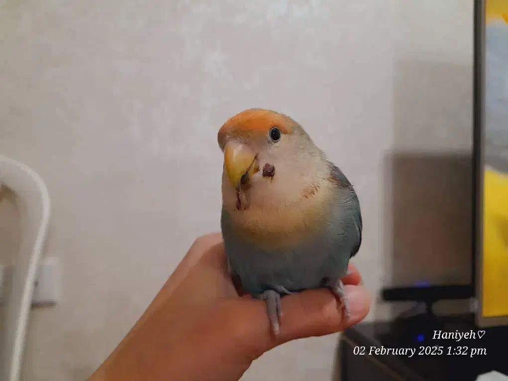 طوطی گمشده|پرنده|شوشتر, |دیوار