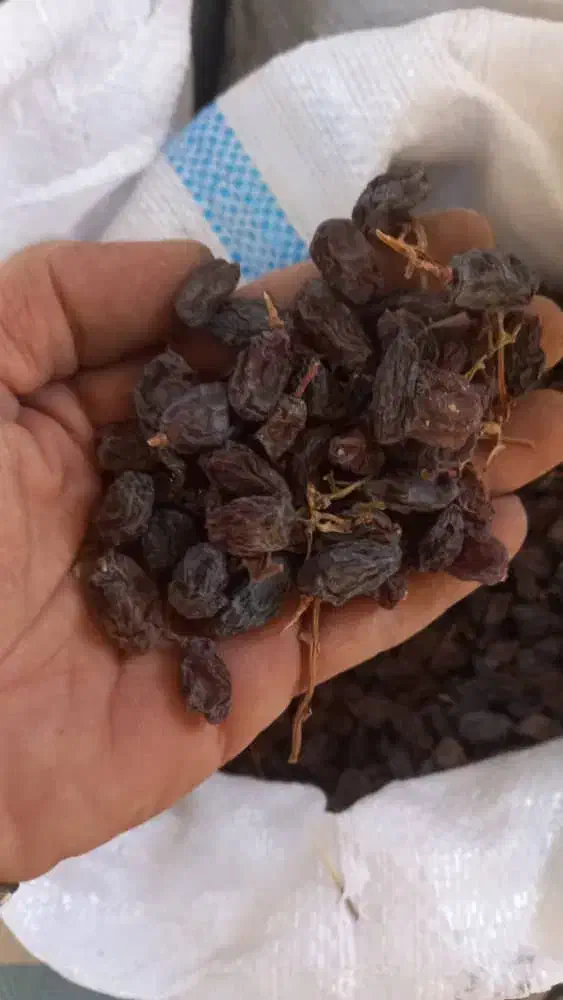 مویز درجه ۱|عمدهفروشی|شیراز, گلستان|دیوار