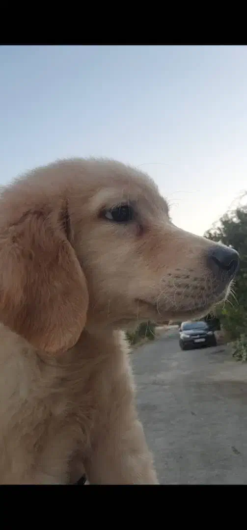 سگ گلدن|سگ|کرج, فاز ۳ گوهردشت|دیوار