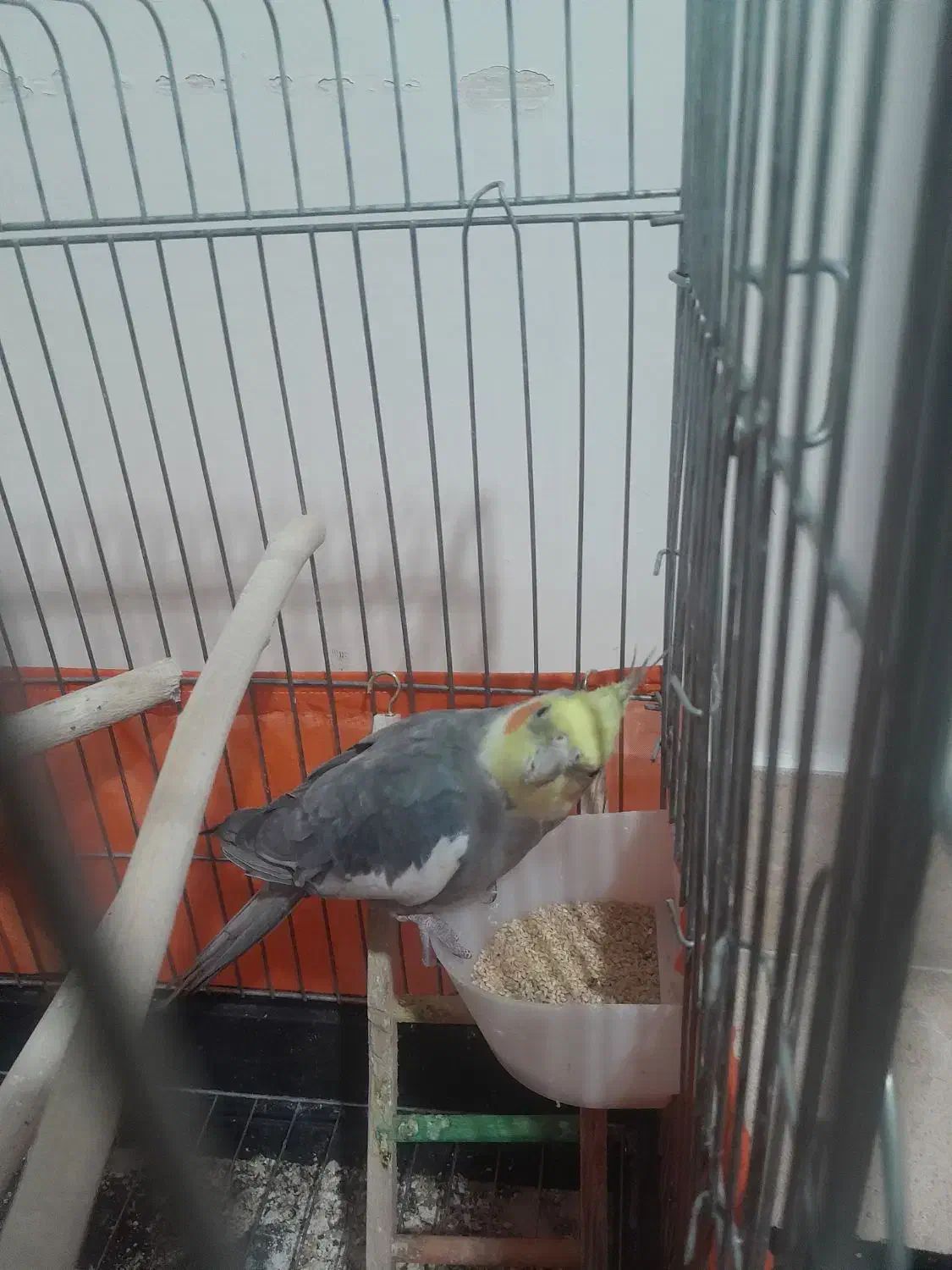 عروس هلندی جفت|پرنده|تهران, بیسیم|دیوار