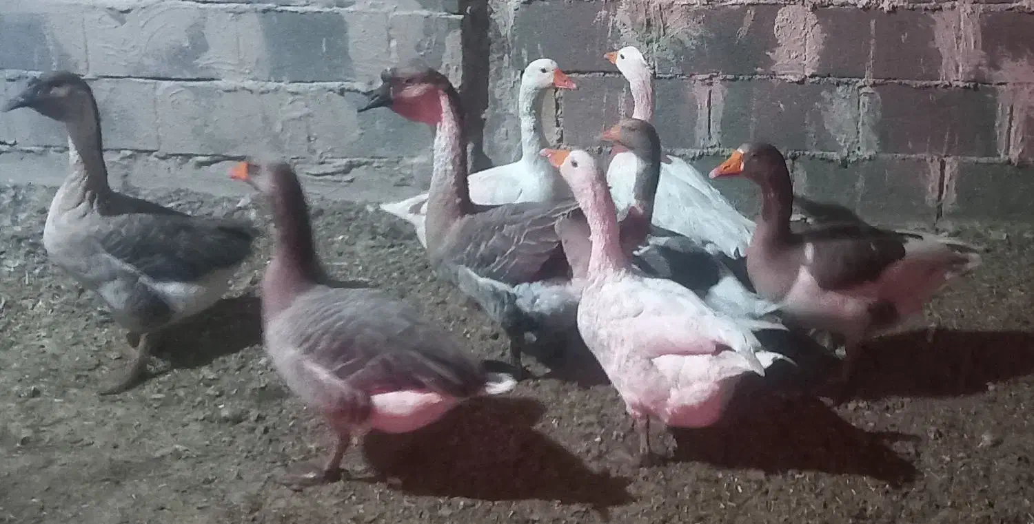 فروش فوری قوغاز وبوقلمون خروس لهستانی وسگ نر|حیوانات مزرعه|قنوات, |دیوار