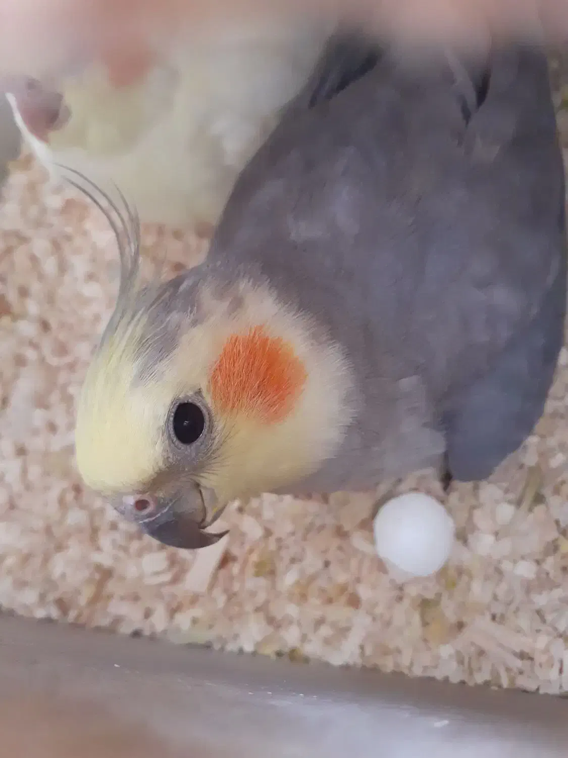 عروس هلندی نر وماده|پرنده|سهند, |دیوار