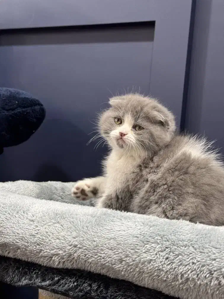 بچه گربه های مستقر در شیراز|گربه|شیراز, فرگاز|دیوار