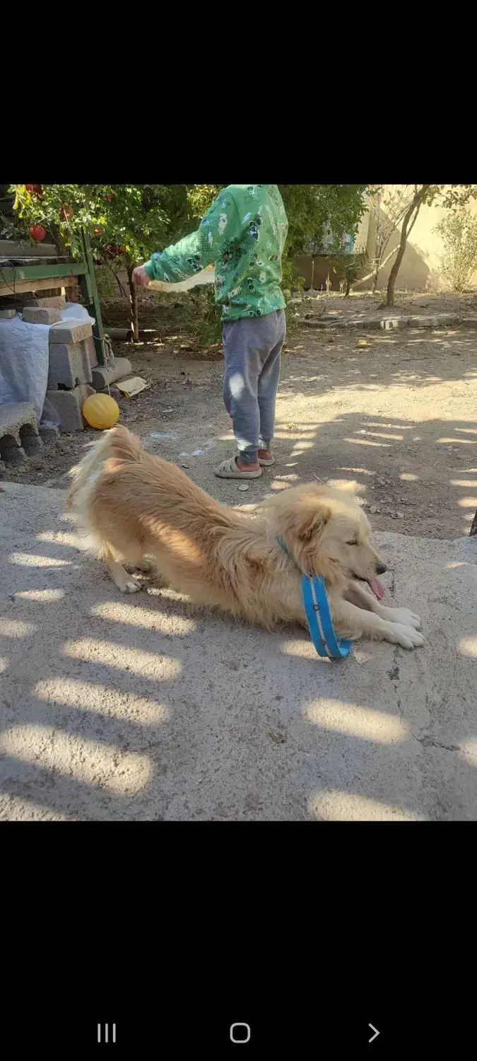 سگ پامر روباهی|سگ|سرپل ذهاب, |دیوار