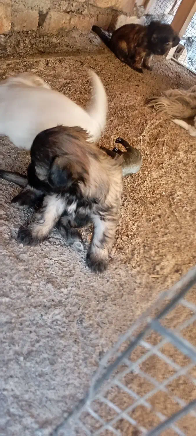 واگذاری توله شیتزو تری کالر|سگ|بم, |دیوار