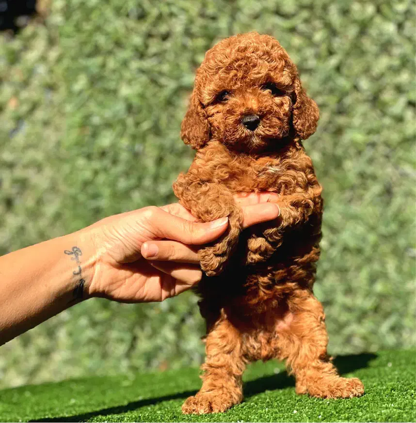 خانه پودل|سگ|تهران, فرمانیه|دیوار