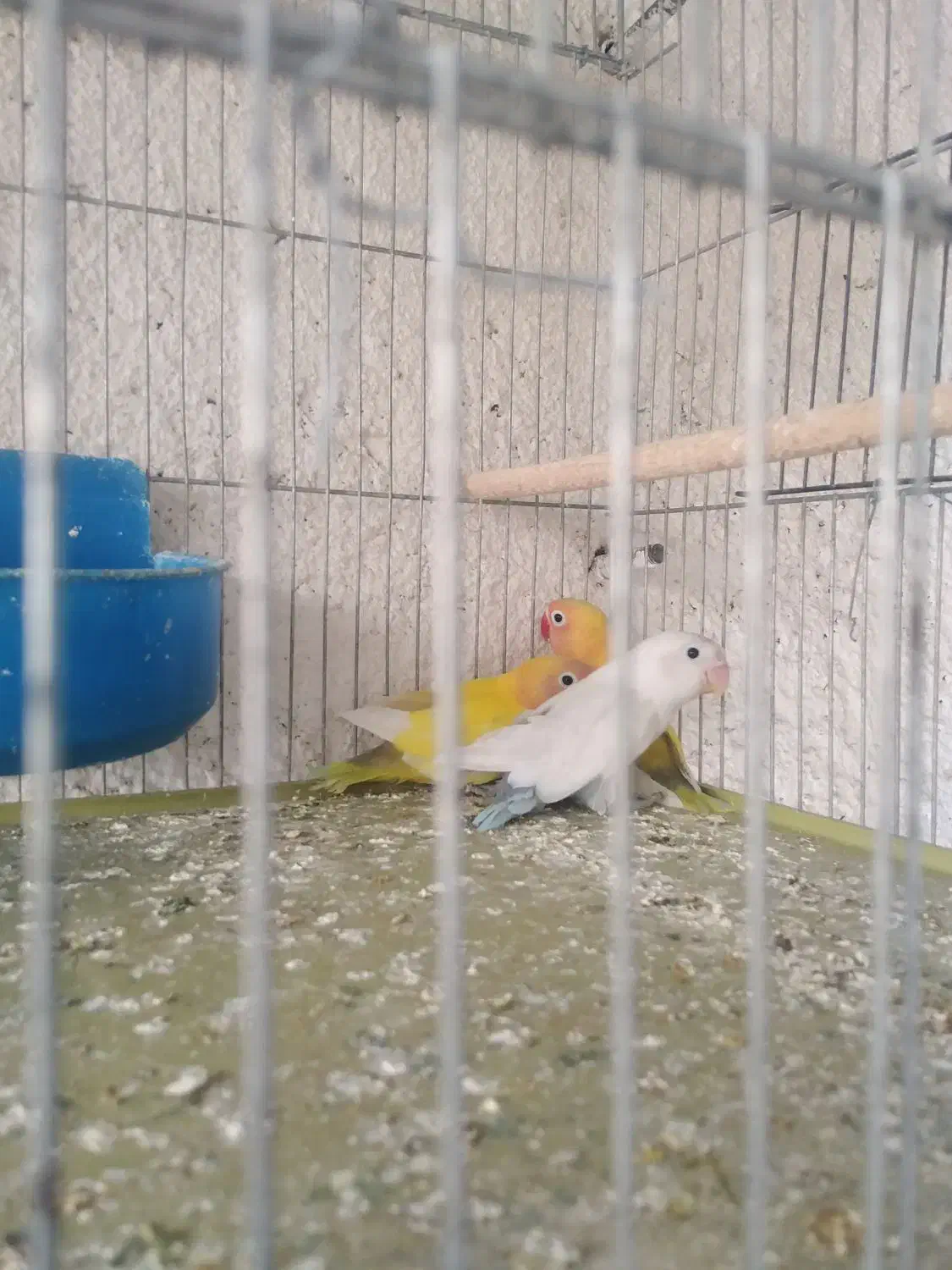 فروش طوطی برزیلی|پرنده|لامرد, |دیوار