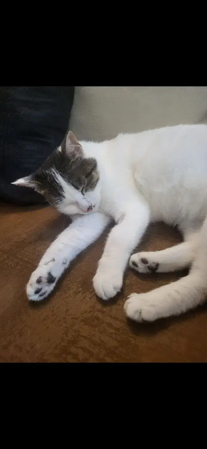 واگذاری گربه عقیم شده ورایگان|گربه|شیراز, ارم|دیوار