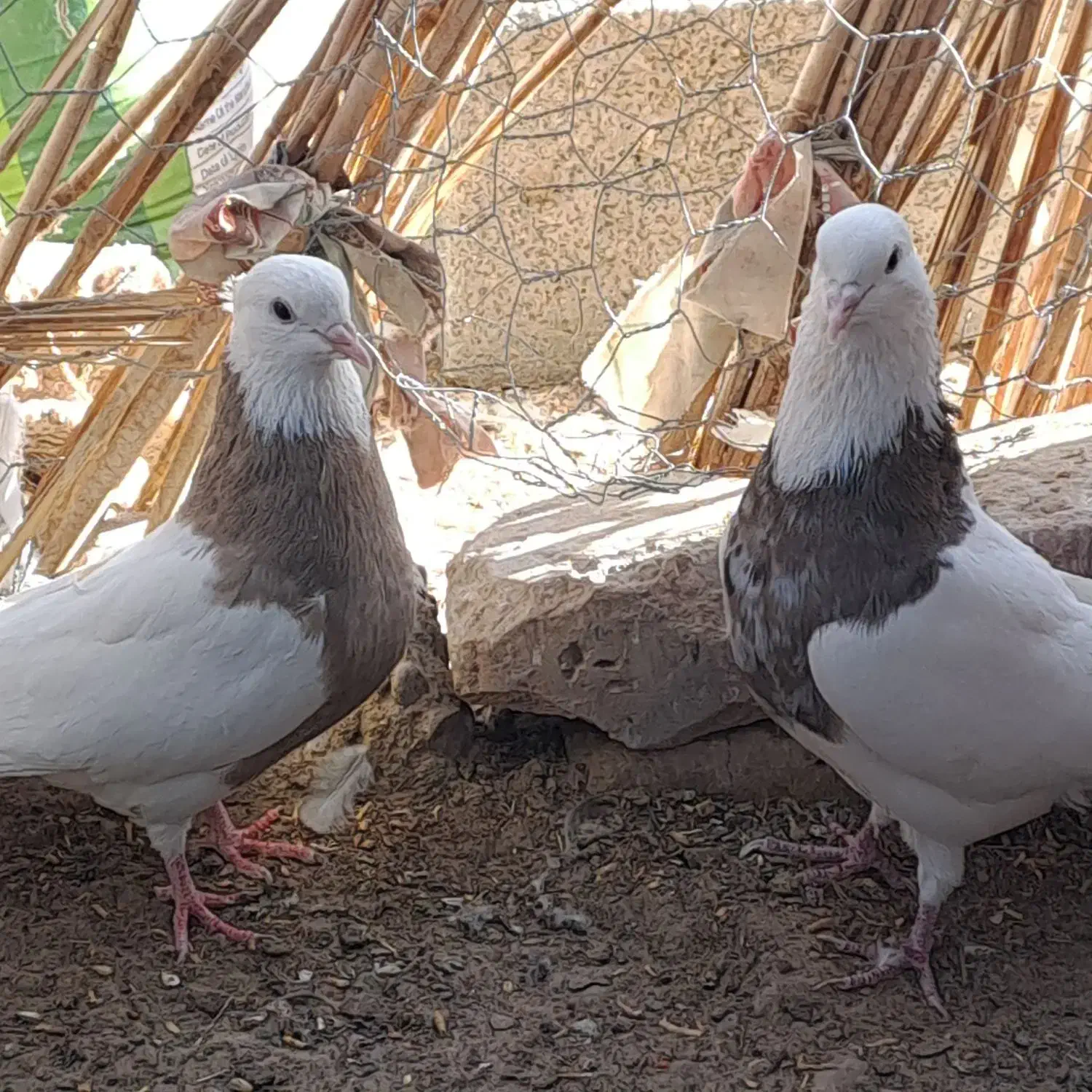 کبوتر طوقی کرمانشاهی|پرنده|هامون, |دیوار